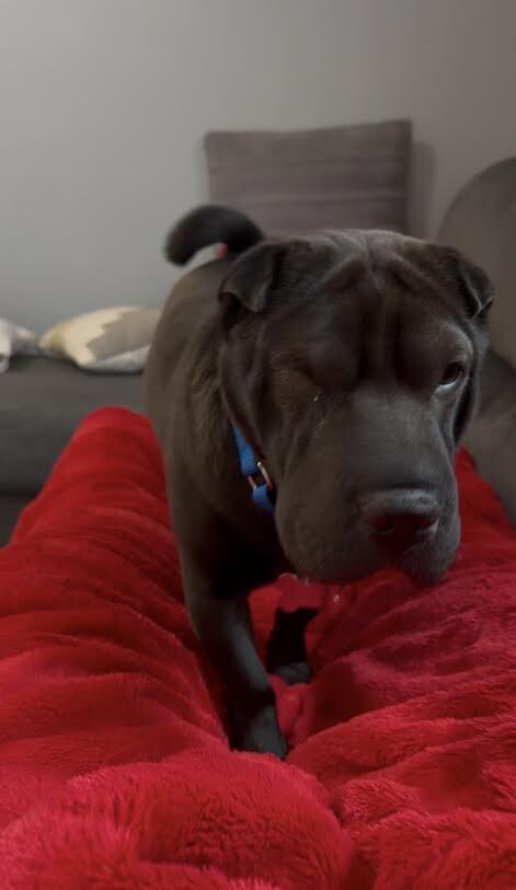 Picture of the Animal Listed